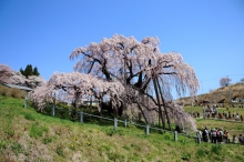 2011/04/24の三春滝桜