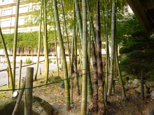 以前紹介した玄関脇竹林の竹の子