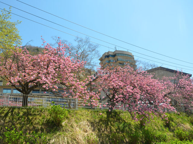 東鳳駐車場の八重桜