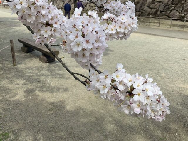 鶴ヶ城の桜2022年