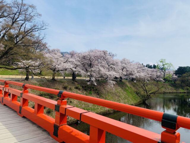 鶴ヶ城の桜2022年
