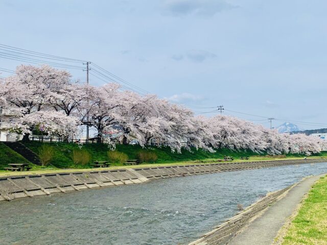 小田橋川沿いの桜