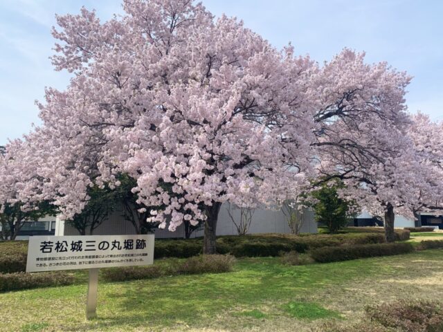 県立博物館_桜