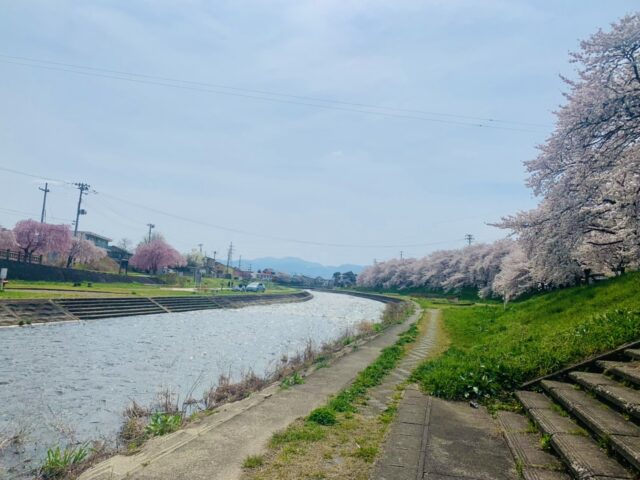 小田橋川沿いの桜