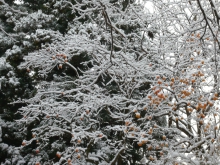 雪の中の柿の木