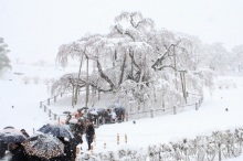 2010年4月17日満開の三春滝桜に大雪！