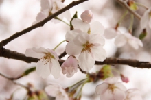 今日の三春滝桜近くの桜