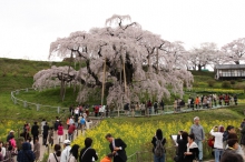 今日の三春滝桜