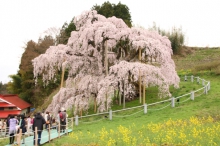 今日の三春滝桜
