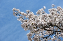 東鳳の桜
