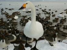 猪苗代湖の白鳥