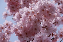 暖冬だった今年の桜は？
