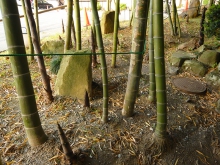 新しい竹の子達